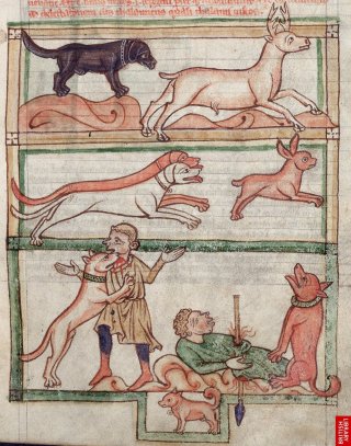 Bestiaire anglais du 13ème. Les différentes qualités du chien, y compris la fidélité au maître mort!!