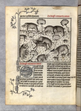 l'une des dizaines de paghes extraordinaires de finesse dansletraitement des modelés, du fameux traité de chasse de Gaston Phebus, au 14e.