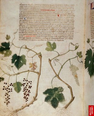 Herbier italien ( plus modelé, influencé par la peinture "majeure" italienne) Sérapion le jeune, 14ème siècle également.