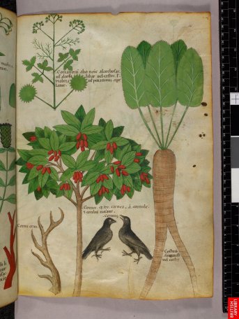 Dioscoride plus récent, du 14e siècle, il y a effectivement peu de variations pour ce type de manuscrit, la définition spécifique du contenu se prêtant moins aux variations et interprétations.