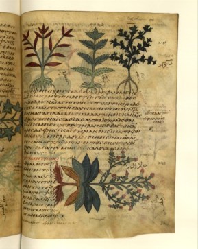 le type même du manuscrit de besace est le "Dioscoride", déjà au 8ème siècle, ici, au Sinaï. D'après des textes grecs. Ces "dioscorides" seront les herbiers les plus répandus. La mise en page est toujours fonction de la nature de la plante, qui échappe toujours au cadre et est présentée de manière complexe, avec contexte, pouvoirs et légendes aférentes.