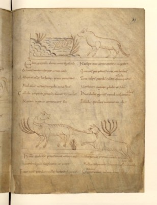 Fabliau du 9ème siècle ; grenouille et renard!!. On notera que l'écriture, avant la période gothique est très lisible.